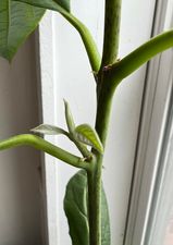A tiny branch growing from a young avocado tree